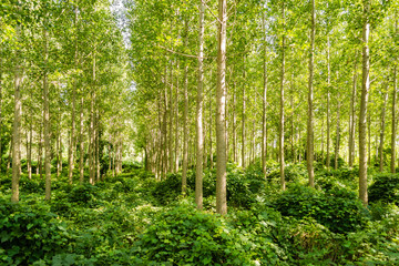 Forest in spring