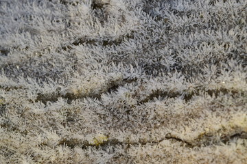 Hoarfrost on tree trunk surface