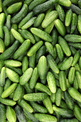 Background from fresh, green cucumber