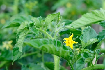 flowering of a tomato plant