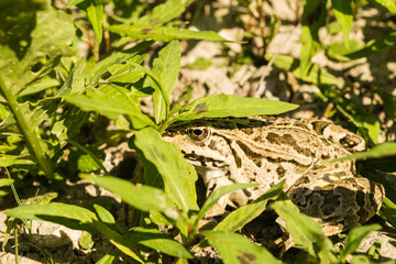 frog