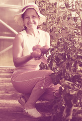  woman is picking tomato