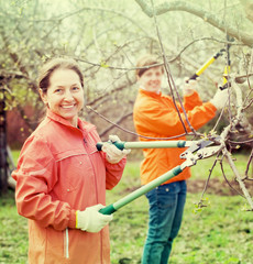 Two women pruning apple tree