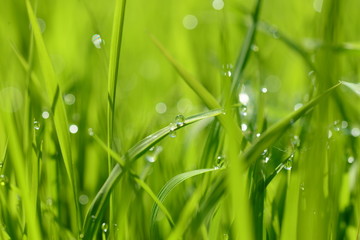 Blurred of field in morning time, Close up of young rice field with raindrops on leaf in morning sunrise, Warm tone.
