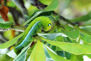 Image of green caterpillar on green leaf