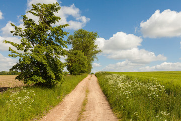 Fototapeta na wymiar Landschaft mit Feldweg im Sommer