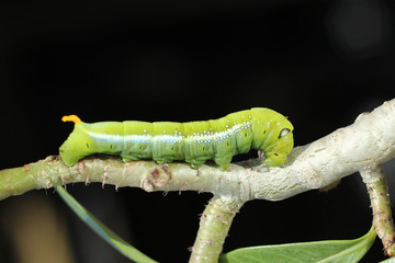 Image of green caterpillar on branch