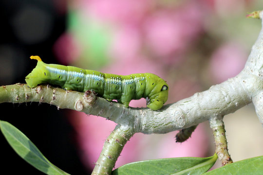 Image of green caterpillar on branch