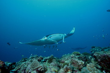 Manta Ray underwater diving photo Maldives Indian Ocean