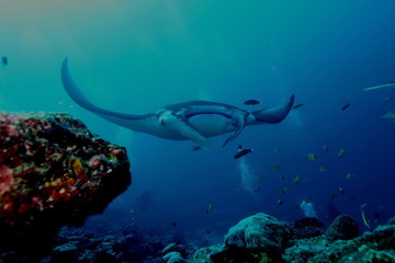 Fototapeta premium Manta Ray underwater diving photo Maldives Indian Ocean