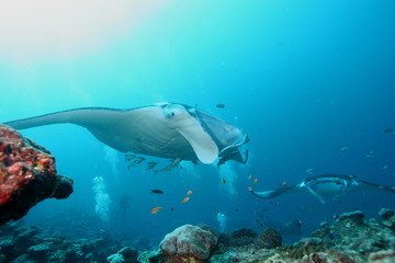 Fototapeta na wymiar Manta Ray underwater diving photo Maldives Indian Ocean