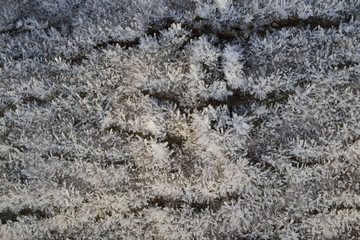 Hoarfrost on tree trunk surface