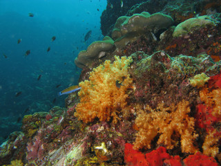 Plakat Coral Reef Ko Ha, Thailand.