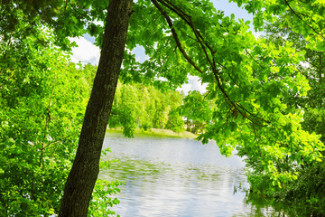 the forest on the shore of lake