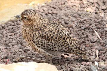 Oiseau de grouse de sable 17082016
