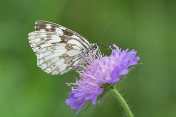 Melanargia galathea