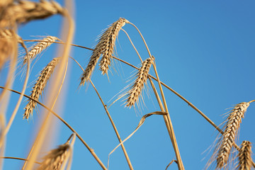 Ripe wheat ear. Wheat field close up view on the blue sky. Harvest time - 118457365