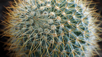 Thorns Reddish White