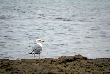 Fototapeta premium Seagull in the reef