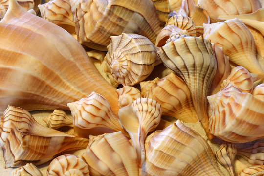 Close up view of Lightning Whelk shells sitting on sand