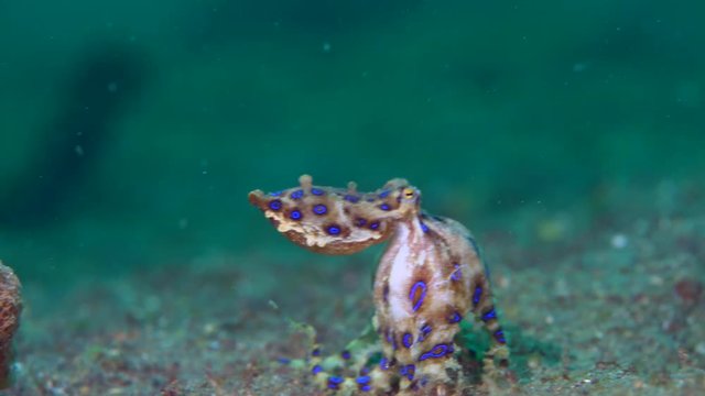 Blue-ringed octopus (Hapalochlaena) with eggs walking over sand