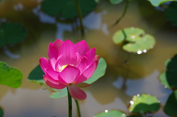 Obraz premium 二千年ハスと池に浮くハスの葉