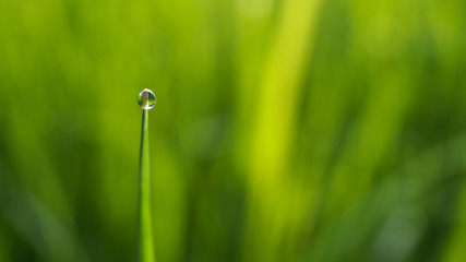 Dew Drop on Top