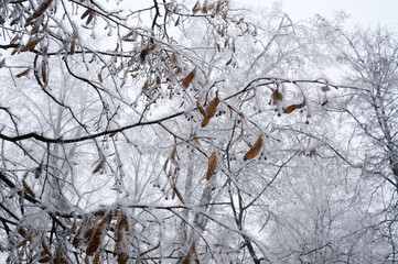 Branches of trees covered with hoarfrost. Autumn. Blurring background.