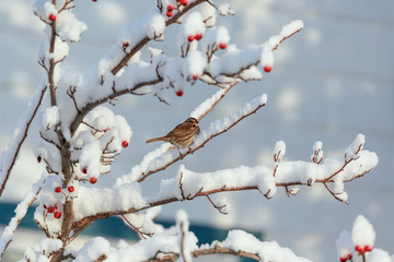 Song sparrow on a hawthorn tree