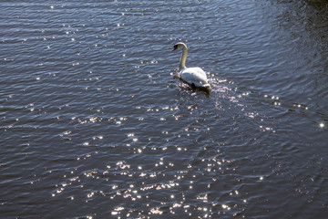Swan on the water