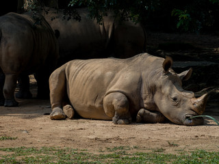 Obraz premium Sleeping rhino portrait