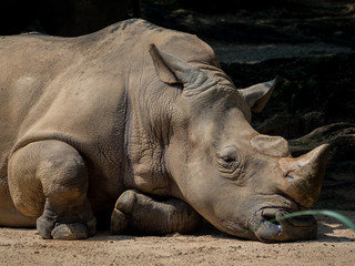 Naklejka premium Sleeping rhino portrait