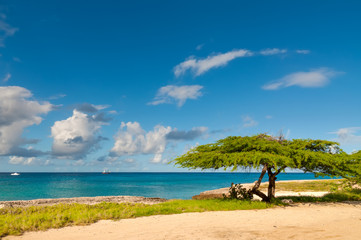 Dividivi tree on Aruba