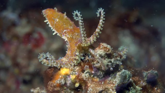 Blue-ringed octopus (Hapalochlaena) lifting arms for defense