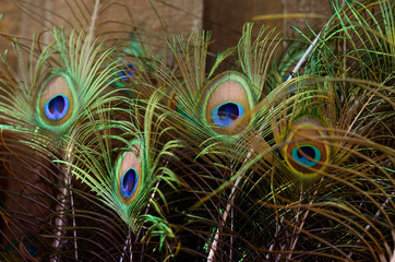 Beautiful Peacock feathers. Bird feather background