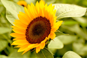 Naklejka premium ひまわり やさしい