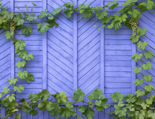 grapes, wooden frame from plants