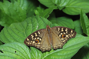 Obraz premium common butterfly close up