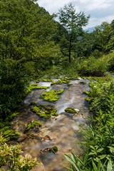 チャツボミゴケ公園