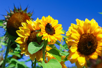 Fototapeta premium sunflower on a bright summer day
