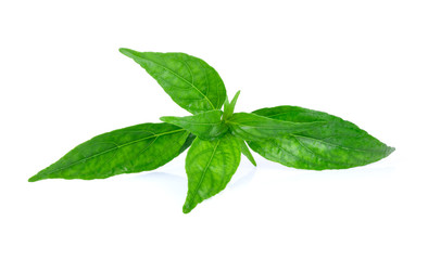 Andrographis paniculata plant with water drop on white backgroun