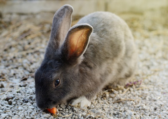 Cute little grey rabbit in a paddock.