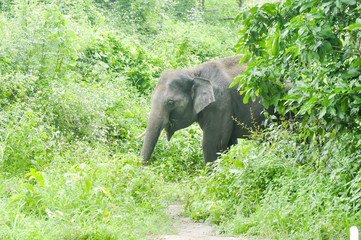 Fototapeta premium elephant in the forest