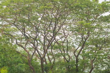 tree branch of green leaves on big trees in forest, nature backg