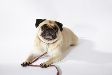 Mops liegt vor weißem Hintergrund mit erhobenem  Kopf