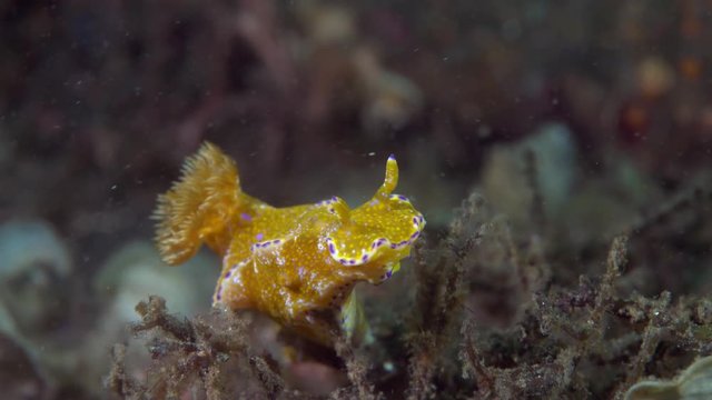 Ceratosoma tenue roaring - lifting head up and sniffing