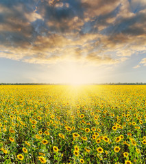 Fototapeta premium field with sunflower and sunset in dramatic sky