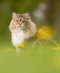 Fototapeta premium Chatte maine coon en extérieur dans les fleurs de pissenlit