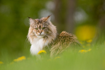 Fototapeta premium Chatte maine coon en extérieur dans les fleurs de pissenlit