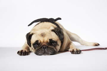 Mops liegt müde vor weißem Hintergrund